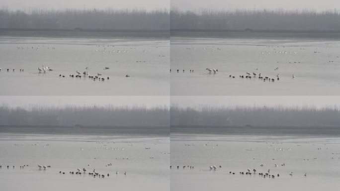 山东济南：鹊山龙湖黄河湿地迎来大天鹅越冬