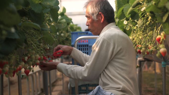 收割草莓的资深农民