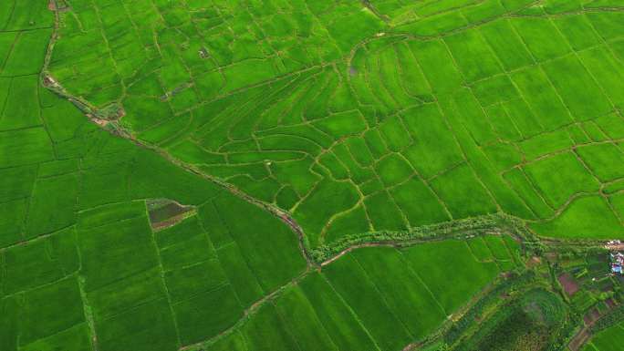 农业领域鸟瞰图农业农田耕地种植大米水稻粮