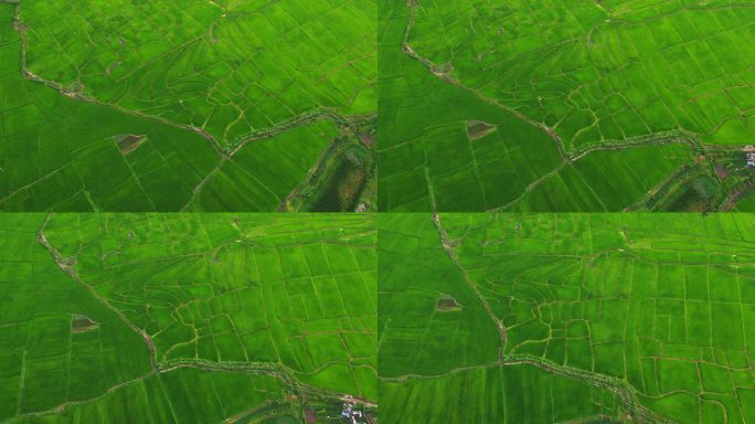 农业领域鸟瞰图农业农田耕地种植大米水稻粮