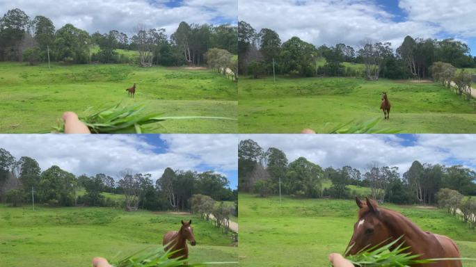 马跑去抓一把草实拍高清视频素材