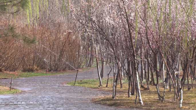 春季城市公园浇灌桃花柳条