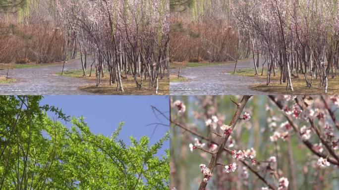 春季城市公园浇灌桃花柳条