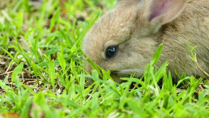 兔子灰兔吃草