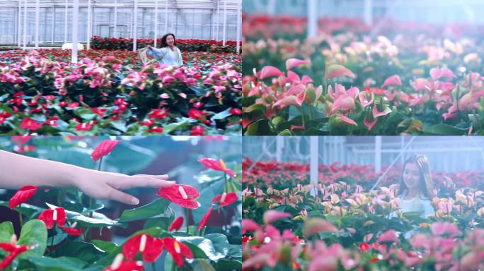 高清4k拍摄室内恒温花卉种植与花工