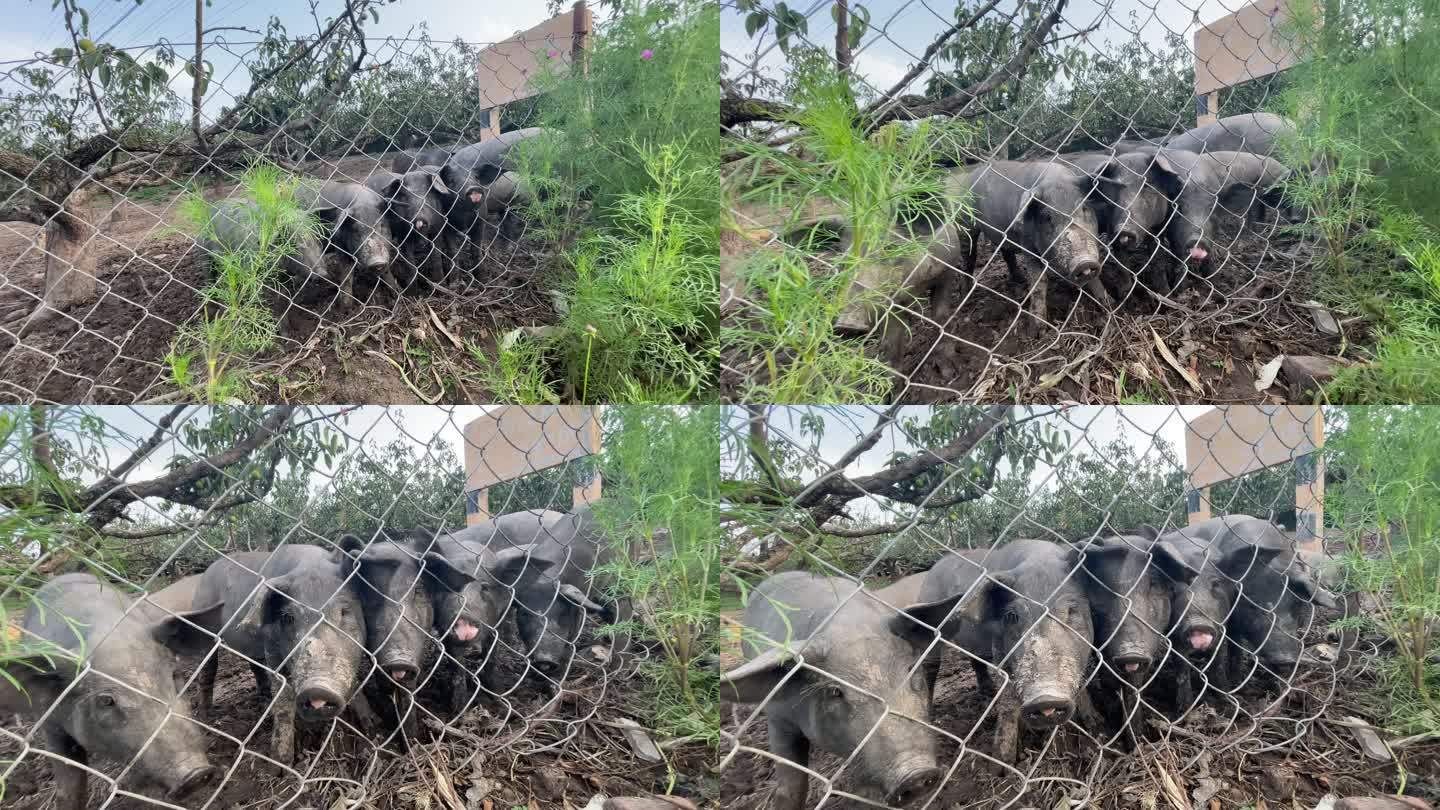 黑猪。一群小猪黑猪养猪猪圈