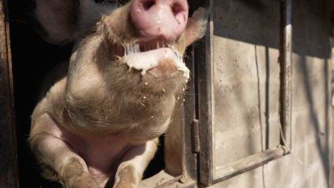可爱可爱的猪养猪厂猪仔猪崽生猪花猪