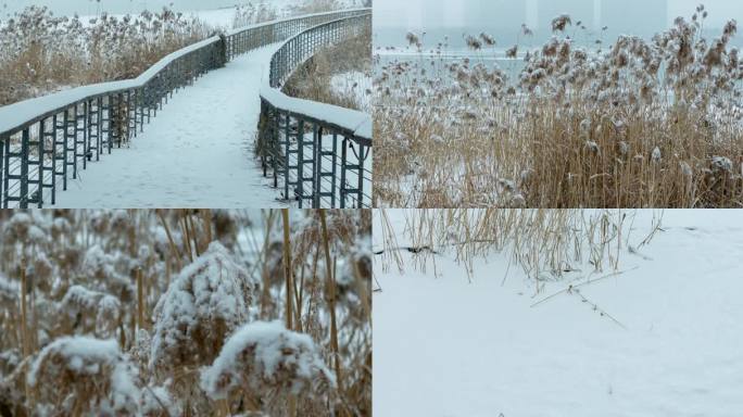 冰河飘雪北方冬季枯树芦苇蒲草3k宽屏合集