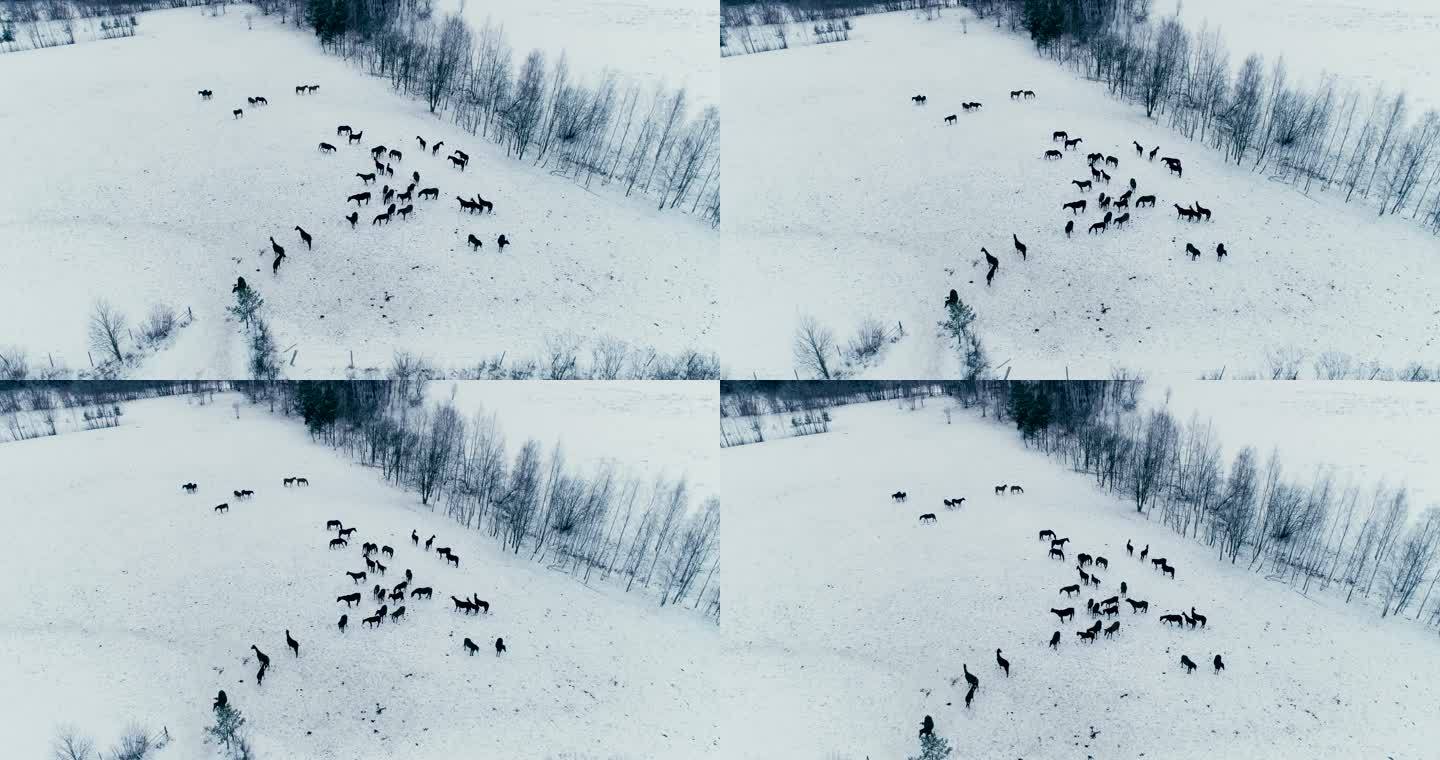 冬季田野上的一群马。