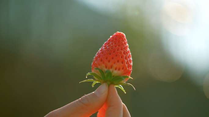 【最新】一群人摘草莓-唯美-特写