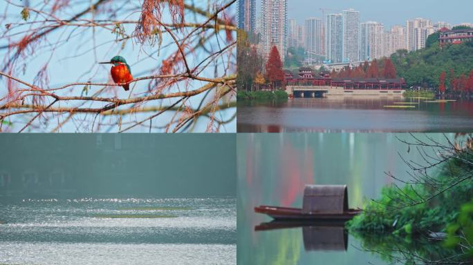 实拍重庆市九龙坡区彩云湖湿地公园