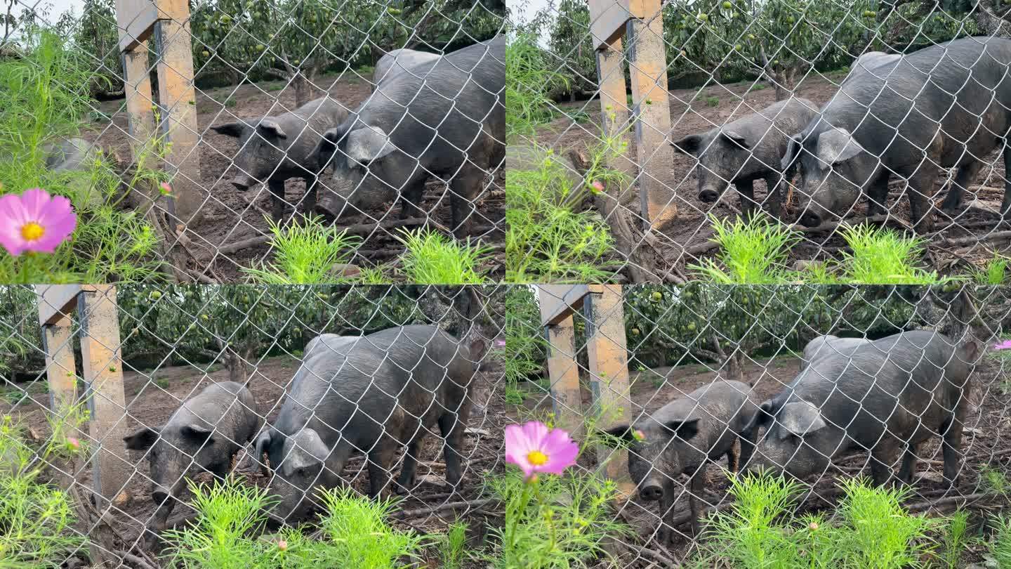 黑猪。一群小猪黑猪养殖场生态绿色