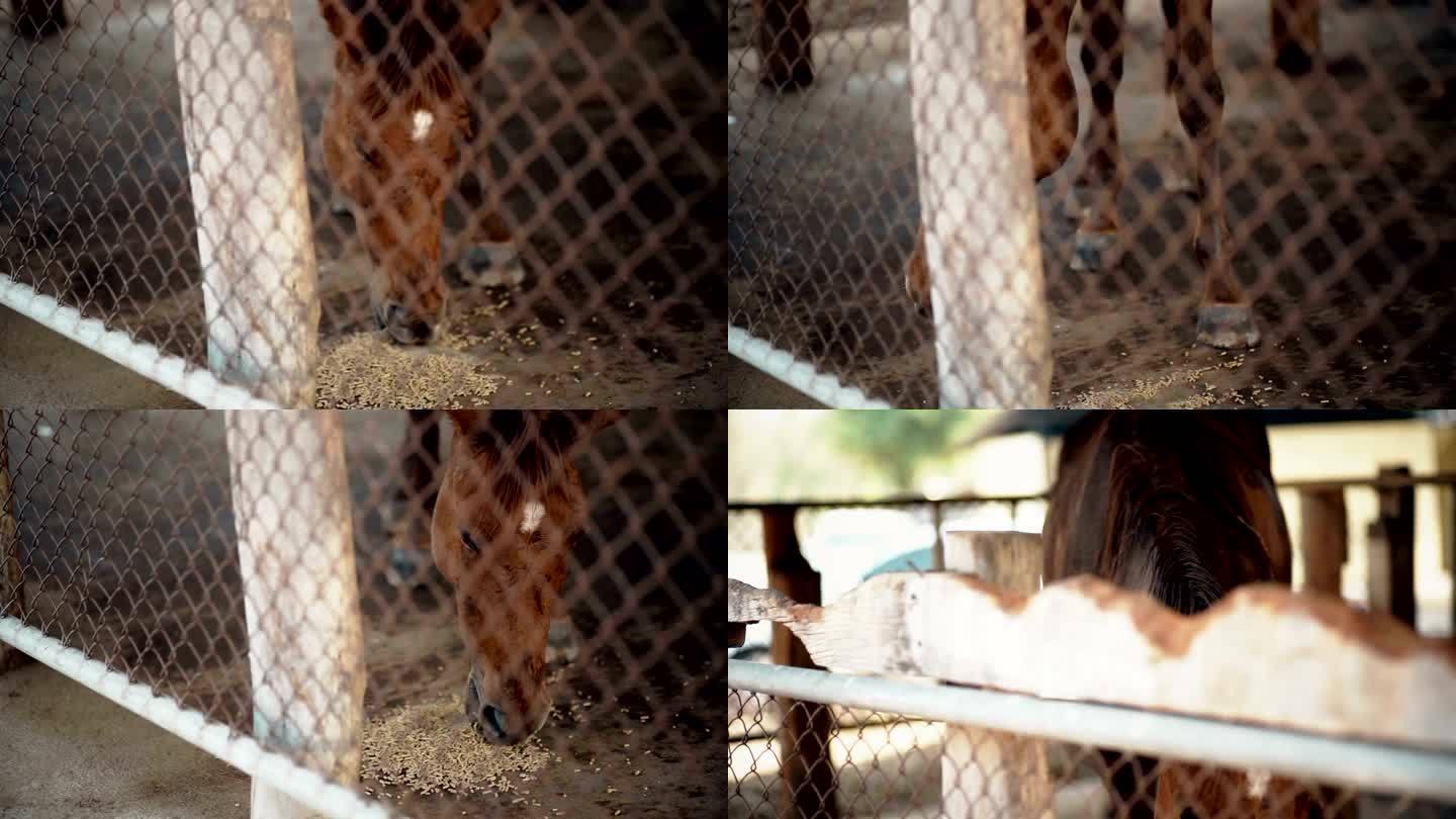马在马厩里吃颗粒饲料。