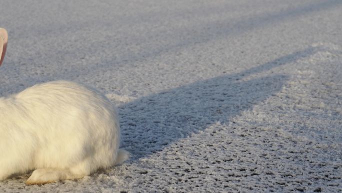 唯美雪地上的大白兔特写