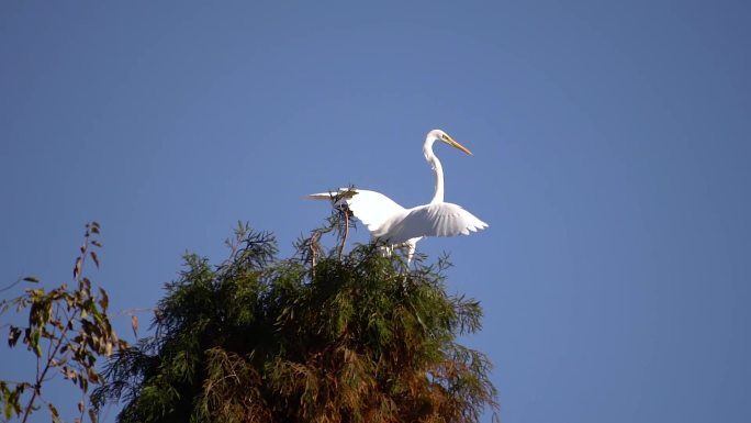 滇池湿地树冠上的白鹭鸶