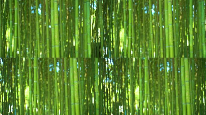 公园里的竹林绿竹阳光