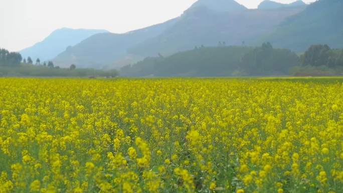 春天的味道油菜花湖边水边