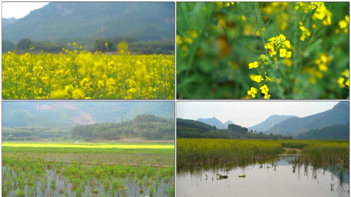 春天的味道油菜花湖边水边