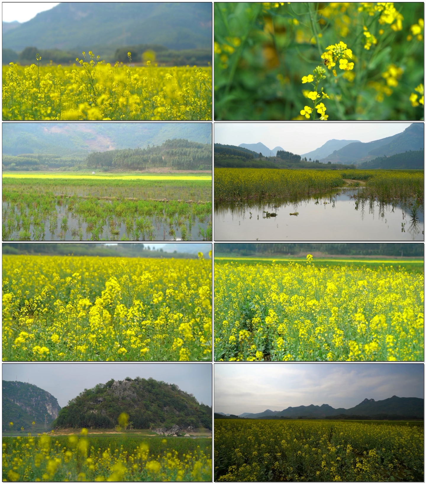 春天的味道油菜花湖边水边