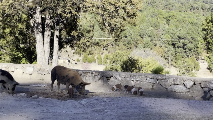 在Sierra Madre山区一个偏远的小村庄里，雌性母猪猪和她的小猪崽正在觅食