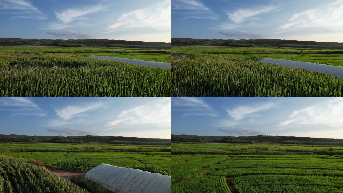 农业领域鸟瞰图穿越农田农作物