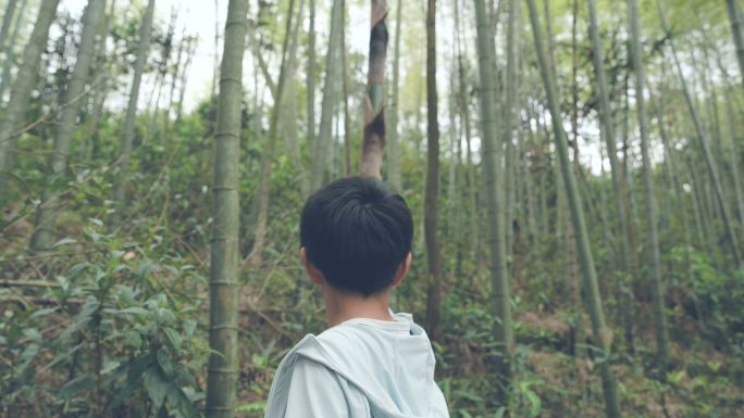 小男孩在树林里摸竹笋