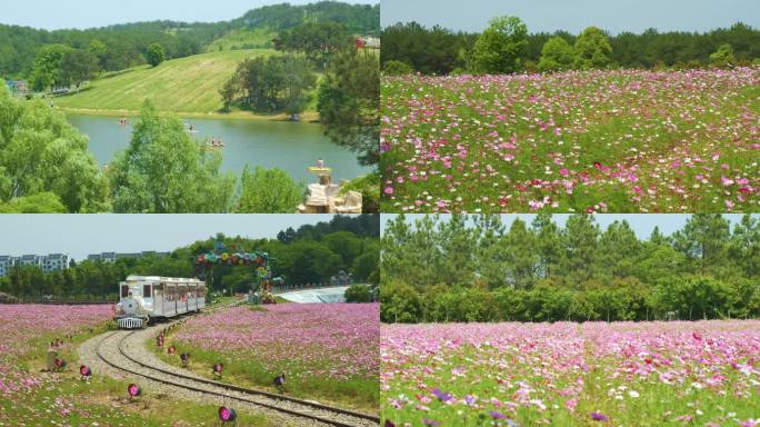 4K武汉木兰草原风景区春季格桑花海风光