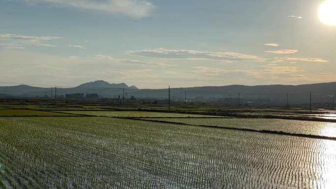 稻田耕地种植水田