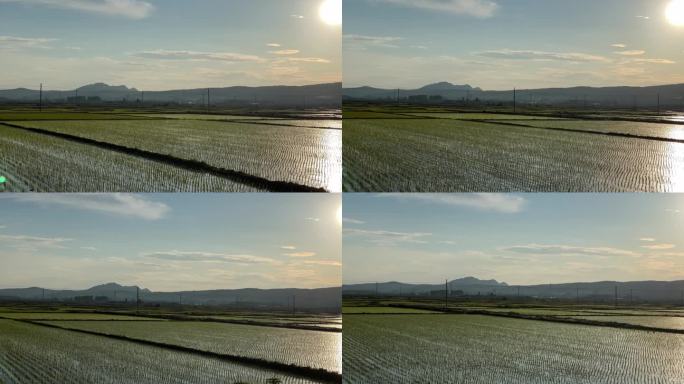 稻田耕地种植水田
