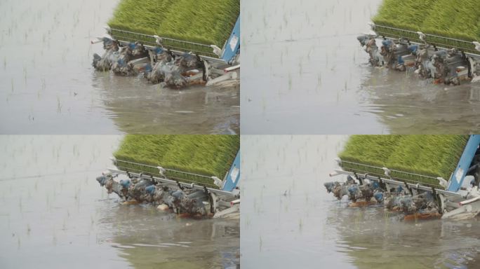 水稻种植机从后面种植水稻的特写镜头