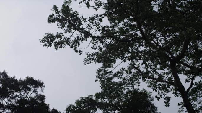 风雨欲来狂风大作昏天暗地山林雨季变天笼罩