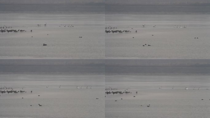 山东济南：鹊山龙湖黄河湿地迎来大天鹅越冬
