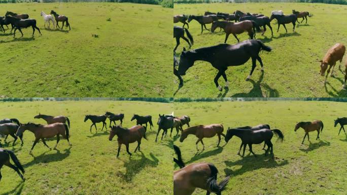 绿色牧场上的一群马。
