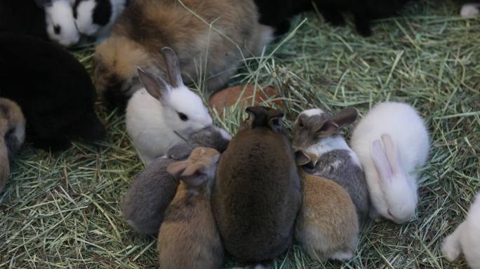 4K：兔子兔子养殖兔子窝抱团