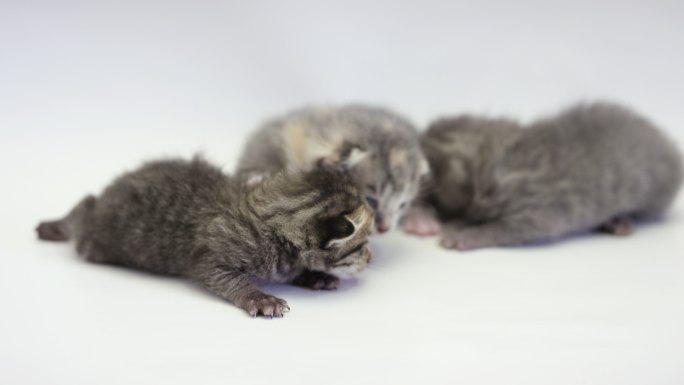 三只可爱的小猫幼崽动物