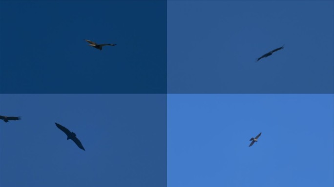 4K天空翱翔的多品种雄鹰视频素材