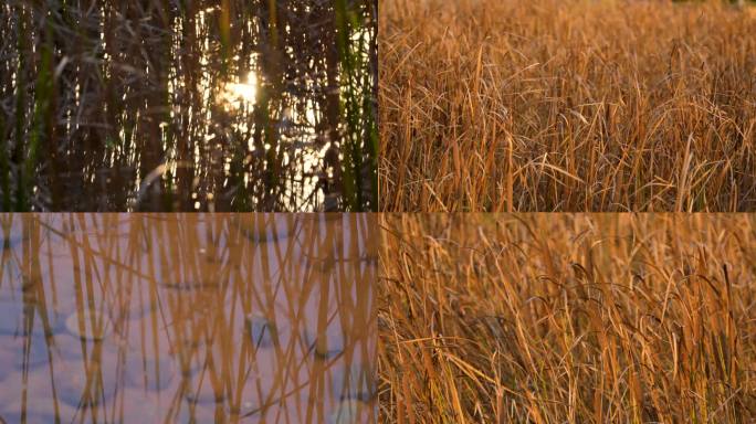秋天芦苇逆光阳光夕阳下植物湖畔湖边