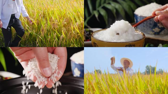 稻米素材