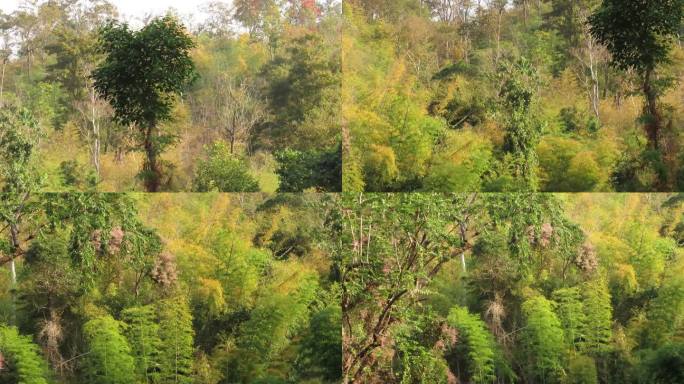 秋天的竹林树木阳光树林