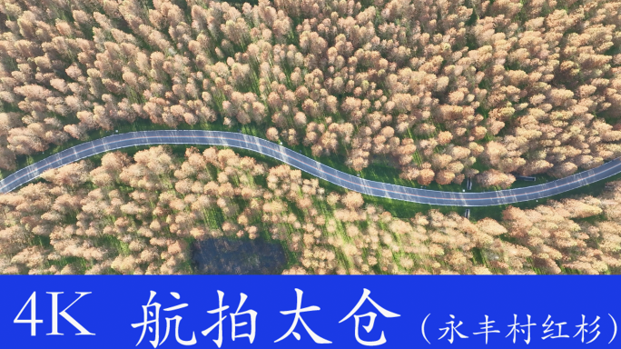 江苏最美公路-太仓永丰村红杉林