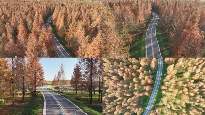 江苏最美公路-太仓永丰村红杉林