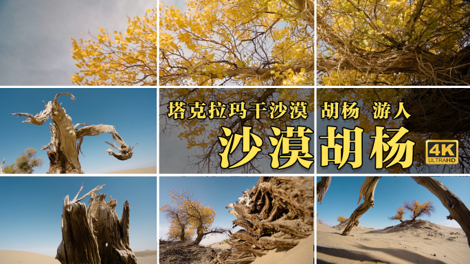 新疆风景 塔克拉玛干沙漠里的千年胡杨树
