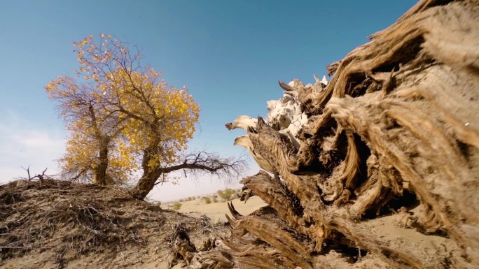 新疆风景 塔克拉玛干沙漠里的千年胡杨树