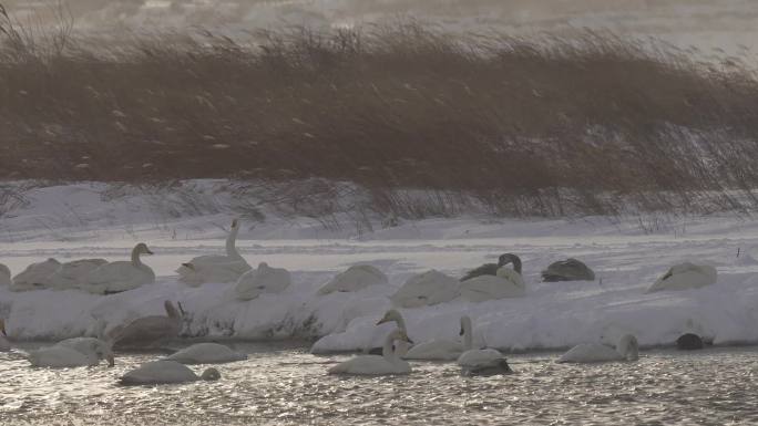 冬天天鹅湖大雪中的天鹅合集
