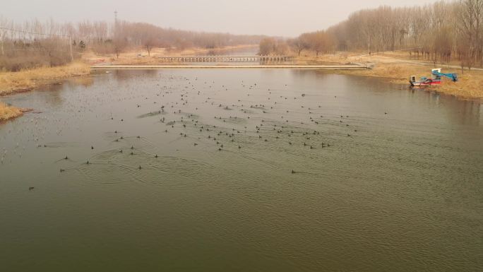 河面上起飞的鸟类