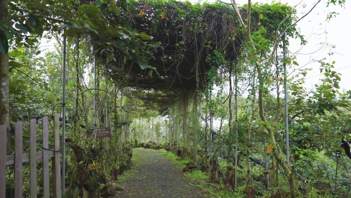 农民种植劳作铁皮石斛种植中草药铁皮石斛