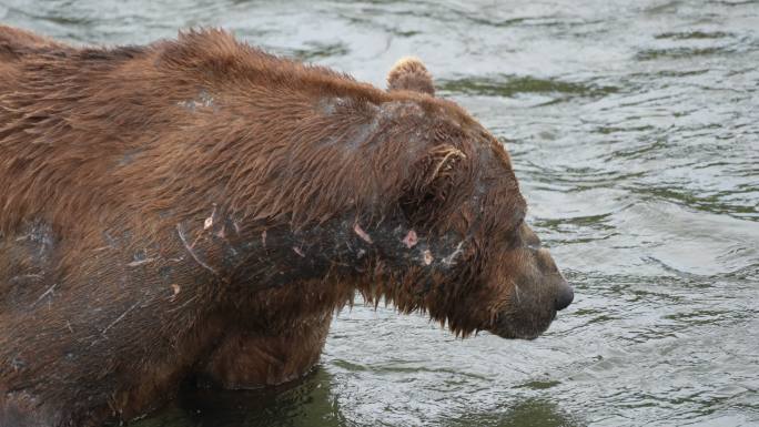 非常大的伤痕累累的雄性棕熊（熊#32块）