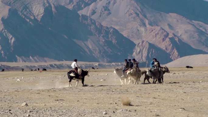 新疆少数民族塔吉克族刁羊比赛