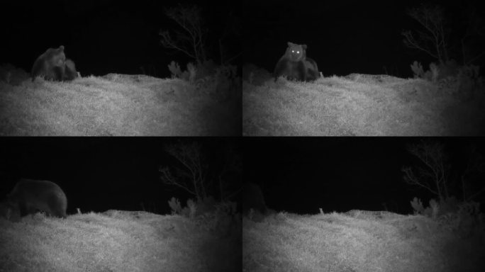 夜间熊的跟踪摄像头红外镜头