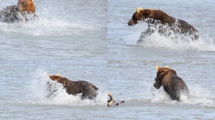 熊和三文鱼狗熊海边捕鱼奔跑河流